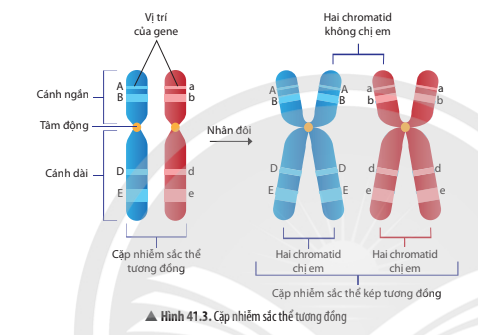 BÀI 41. CẤU TRÚC NHIỄM SẮC THỂ VÀ ĐỘT BIẾN NHIỄM SẮC THỂ 