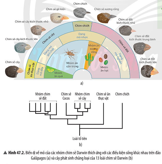 BÀI 47. CƠ CHẾ TIẾN HÓA