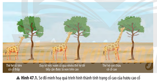 BÀI 47. CƠ CHẾ TIẾN HÓA