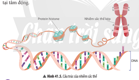 BÀI 41. CẤU TRÚC NHIỄM SẮC THỂ VÀ ĐỘT BIẾN NHIỄM SẮC THỂ 