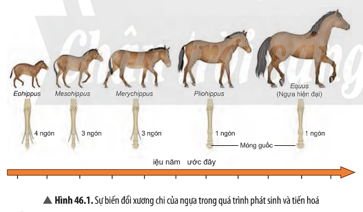 BÀI 46. KHÁI NIỆM VỀ TIẾN HÓA VÀ CÁC HÌNH THỨC CHỌN LỌC