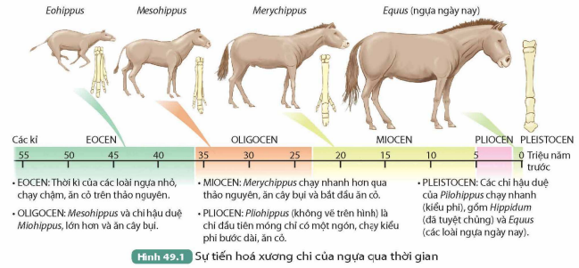 BÀI 49. KHÁI NIỆM TIẾN HÓA VÀ CÁC HÌNH THỨC CHỌN LỌC