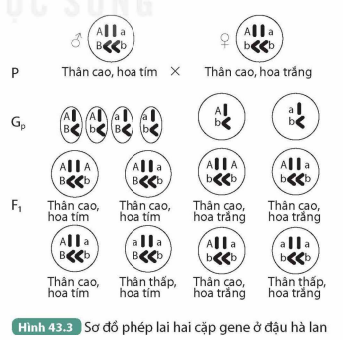 BÀI 43. NGUYÊN PHÂN VÀ GIẢM PHÂN