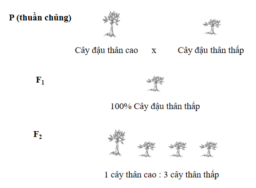 TRẮC NGHIỆM