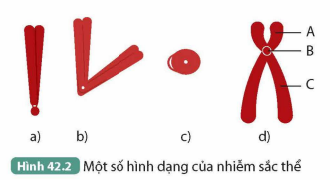 BÀI 42. NHIỄM SẮC THỂ VÀ BỘ NHIỄM SẮC THỂ