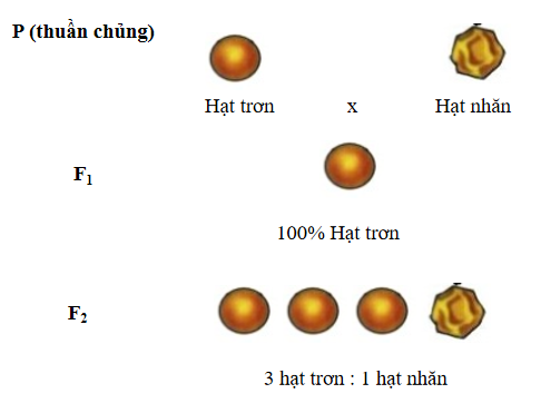 TRẮC NGHIỆM