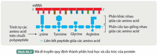 BÀI 40. DỊCH MÃ VÀ MỐI QUAN HỆ TỪ GENE ĐẾN TÍNH TRẠNG