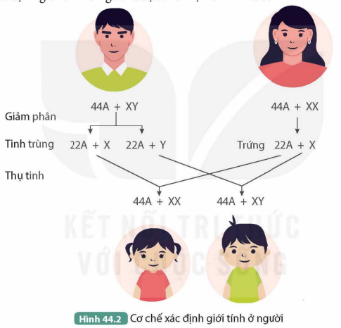 BÀI 44. NHIỄM SẮC THỂ GIỚI TÍNH VÀ CƠ CHẾ XÁC ĐỊNH GIỚI TÍNH