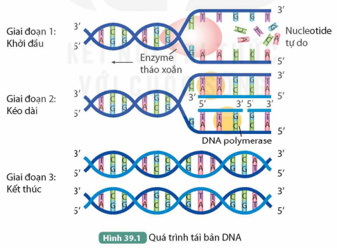 BÀI 39. TÁI BẢN DNA VÀ PHIÊN MÃ TẠO RNA