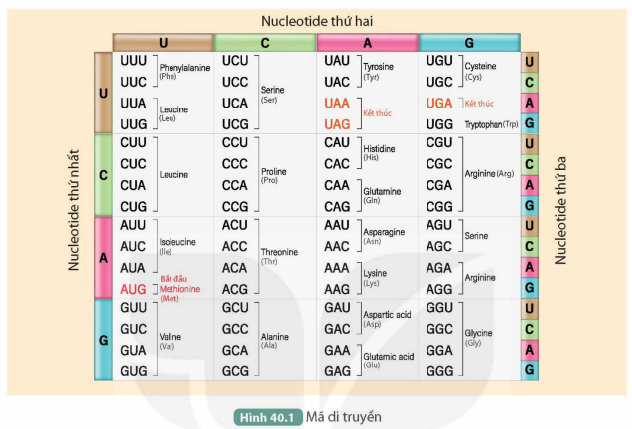 BÀI 40. DỊCH MÃ VÀ MỐI QUAN HỆ TỪ GENE ĐẾN TÍNH TRẠNG