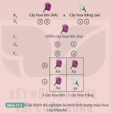 BÀI 37. CÁC QUY LUẬT DI TRUYỀN CỦA MENDEL