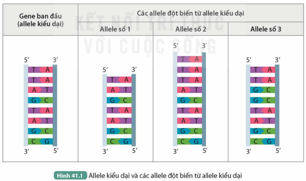 BÀI 41. ĐỘT BIẾN GENE