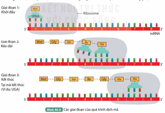 BÀI 40. DỊCH MÃ VÀ MỐI QUAN HỆ TỪ GENE ĐẾN TÍNH TRẠNG