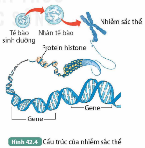 BÀI 42. NHIỄM SẮC THỂ VÀ BỘ NHIỄM SẮC THỂ