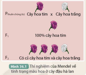 BÀI 36. KHÁI QUÁT DI TRUYỀN HỌC