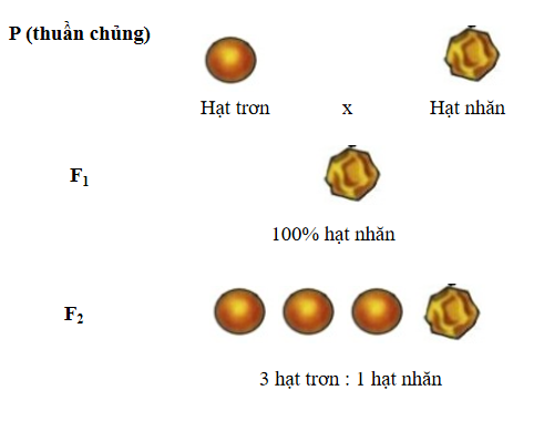 TRẮC NGHIỆM