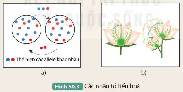 BÀI 50. CƠ CHẾ TIẾN HÓA