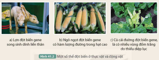 BÀI 41. ĐỘT BIẾN GENE