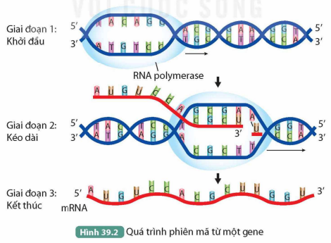 BÀI 39. TÁI BẢN DNA VÀ PHIÊN MÃ TẠO RNA