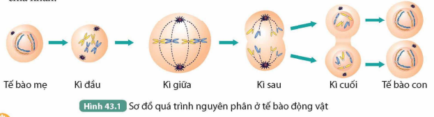 BÀI 43. NGUYÊN PHÂN VÀ GIẢM PHÂN