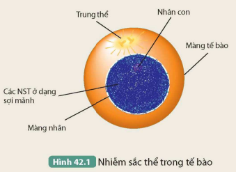 BÀI 42. NHIỄM SẮC THỂ VÀ BỘ NHIỄM SẮC THỂ