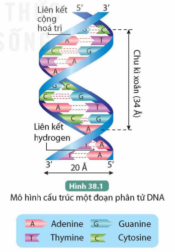 BÀI 38. NUCLEIC ACID VÀ GENE