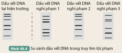 BÀI 48. ỨNG DỤNG CÔNG NGHỆ DI TRUYỀN VÀO ĐỜI SỐNG