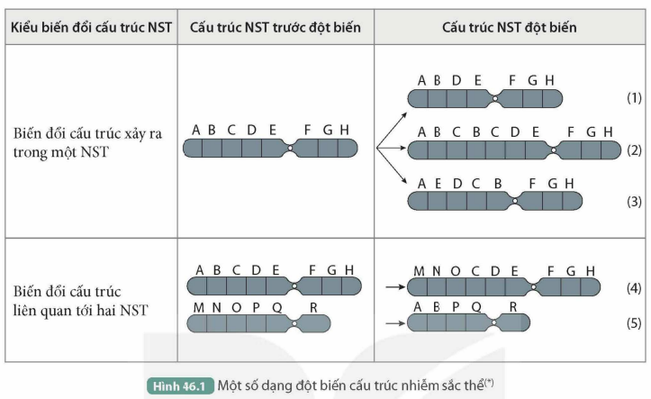 BÀI 46. ĐỘT BIẾN NHIỄM SẮC THỂ