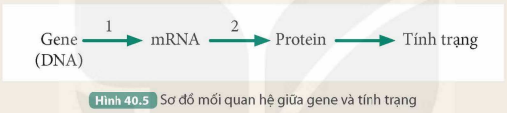 BÀI 40. DỊCH MÃ VÀ MỐI QUAN HỆ TỪ GENE ĐẾN TÍNH TRẠNG