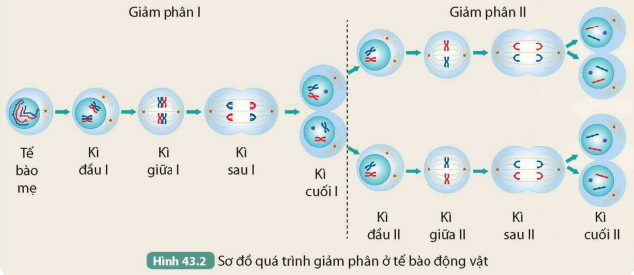 BÀI 43. NGUYÊN PHÂN VÀ GIẢM PHÂN