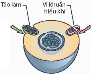 TRẮC NGHIỆM