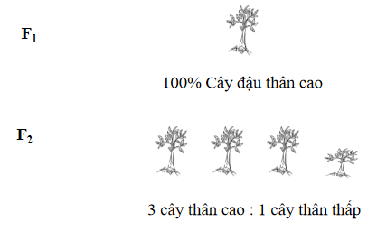 TRẮC NGHIỆM