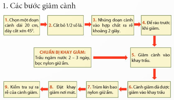 BÀI 2: NHÂN GIỐNG VÔ TÍNH CÂY ĂN QUẢ