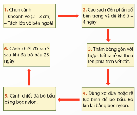 BÀI 2: NHÂN GIỐNG VÔ TÍNH CÂY ĂN QUẢ