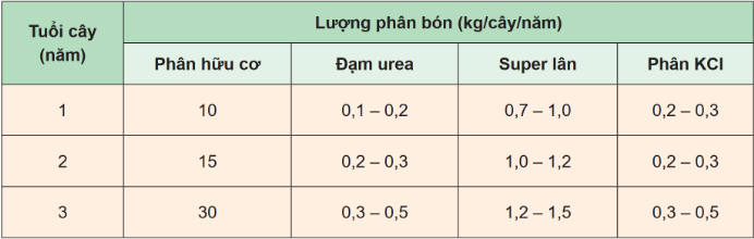 BÀI 7. KĨ THUẬT TRỒNG VÀ CHĂM SÓC CÂY NHÃN