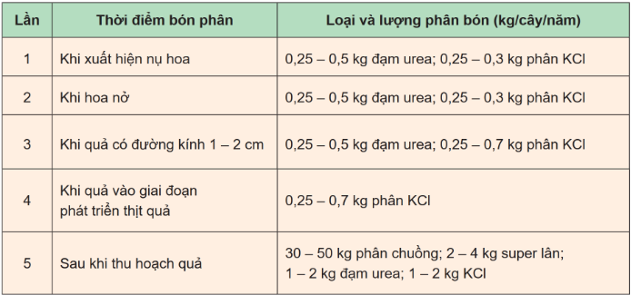 BÀI 7. KĨ THUẬT TRỒNG VÀ CHĂM SÓC CÂY NHÃN