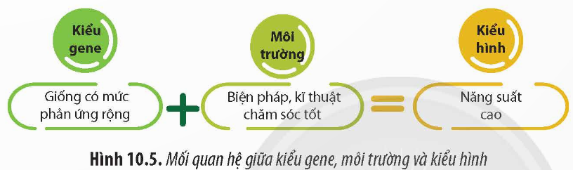 BÀI 10. MỐI QUAN HỆ GIỮA KIỂU GENE - KIỂU HÌNH - MÔI TRƯỜNG