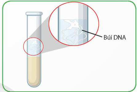 BÀI 2: THỰC HÀNH TÁCH CHIẾT DNA