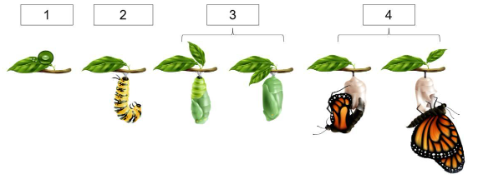 3. VẬN DỤNG (3 CÂU)