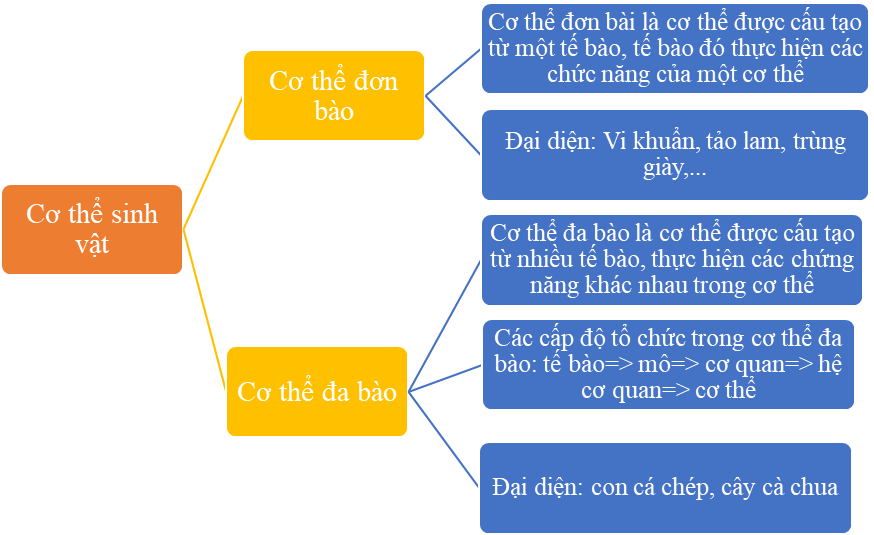 ÔN TẬP CHỦ ĐỀ 7