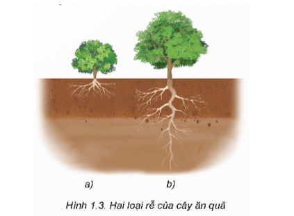 BÀI 1 – GIỚI THIỆU CHUNG VỀ CÂY ĂN QUẢ