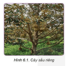 BÀI 6 – KĨ THUẬT TRỒNG VÀ CHĂM SÓC CÂY SẦU RIÊNG