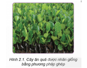 BÀI 2 – NHÂN GIỐNG VÔ TÍNH CÂY ĂN QUẢ