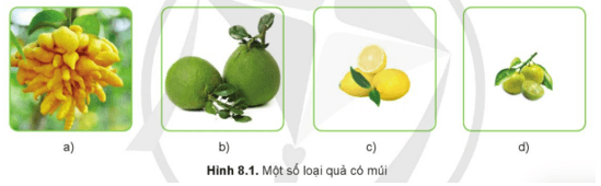 CHỦ ĐỀ 3 – KĨ THUẬT TRỒNG VÀ CHĂM SÓC MỘT SỐ LOẠI CÂY ĂN QUẢ PHỔ BIẾNBÀI 8 – KĨ THUẬT TRỒNG VÀ CHĂM SÓC CÂY ĂN QUẢ CÓ MÚI