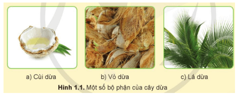 CHỦ ĐỀ 1 – GIỚI THIỆU CHUNG VỀ CÂY ĂN QUẢBÀI 1 – ĐẶC ĐIỂM CHUNG CỦA CÂY ĂN QUẢ