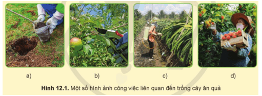 CHỦ ĐỀ 4 – NGÀNH NGHỀ LIÊN QUAN ĐẾN TRỒNG CÂY ĂN QUẢBÀI 12 – MỘT SỐ NGÀNH NGHỀ LIÊN QUAN ĐẾN TRỒNG CÂY ĂN QUẢ