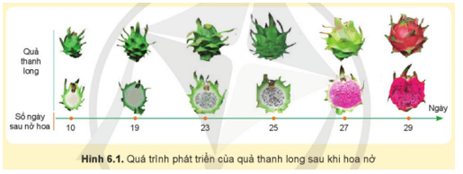 CHỦ ĐỀ 3 – KĨ THUẬT TRỒNG VÀ CHĂM SÓC MỘT SỐ LOẠI CÂY ĂN QUẢ PHỔ BIẾNBÀI 6 – KĨ THUẬT TRỒNG VÀ CHĂM SÓC CÂY THANH LONG