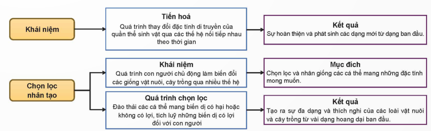 CHỦ ĐỀ 12: TIẾN HÓAÔN TẬP CHỦ ĐỀ 12