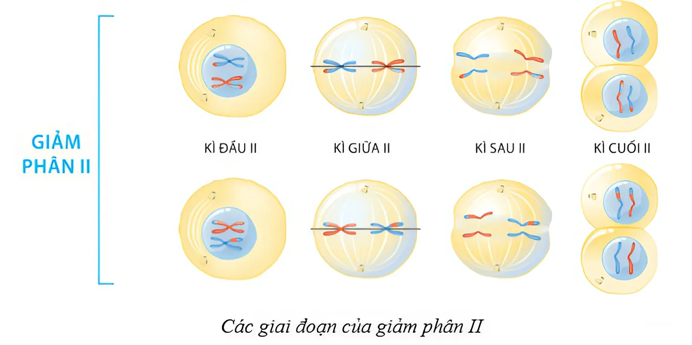 BÀI 43: DI TRUYỀN NHIỄM SẮC THỂ