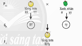 BÀI 36: CÁC QUY LUẬT DI TRUYỀN CỦA MENDEL